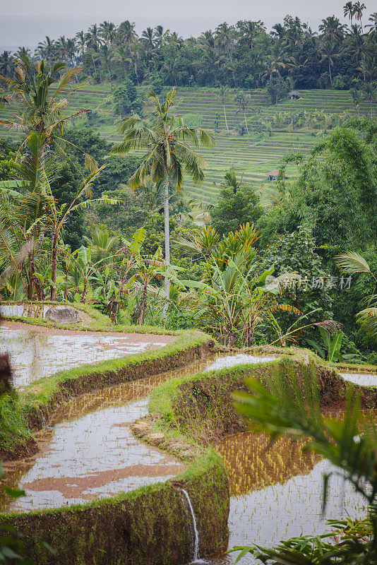 Bali jatiluwith水稻梯田景观